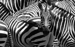 "Zebra crossing - Zebrastreifen" von alles-schlumpf auf flickr.com