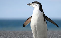 Videoschnitt mit Linux in der Medienpädagogik