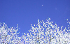 "Winter Trees with Moon" von Michael Hodge @ flickr.com (cc by)